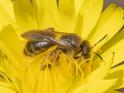 Andrena humilis-fulvago.jpg